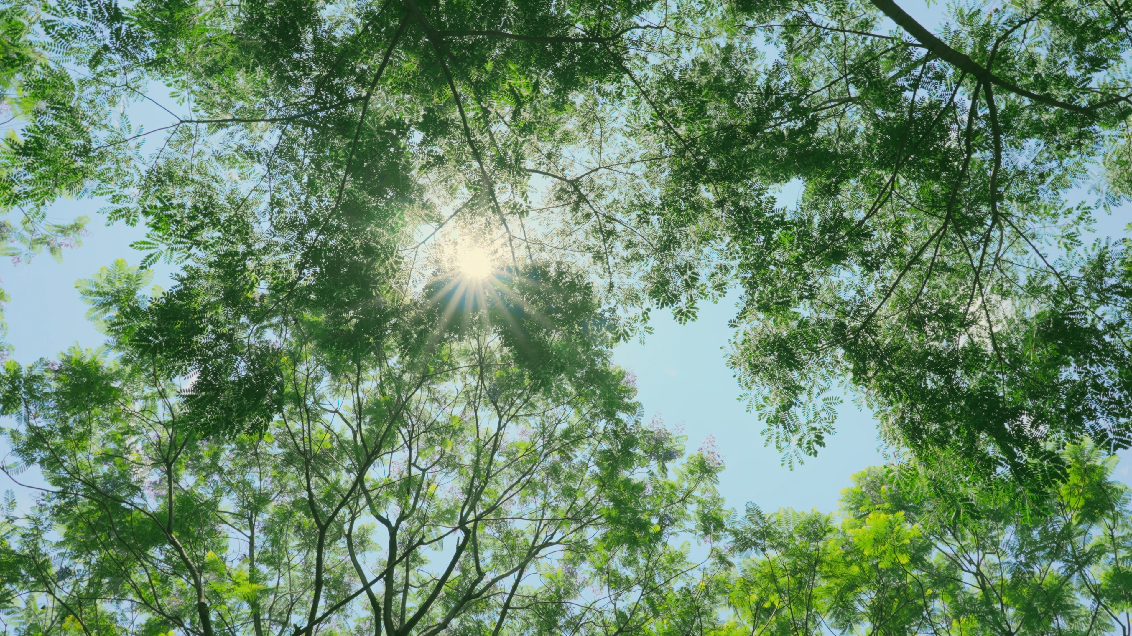 4k夏季正午阳光穿过树木树叶仰拍烈日视频的预览图