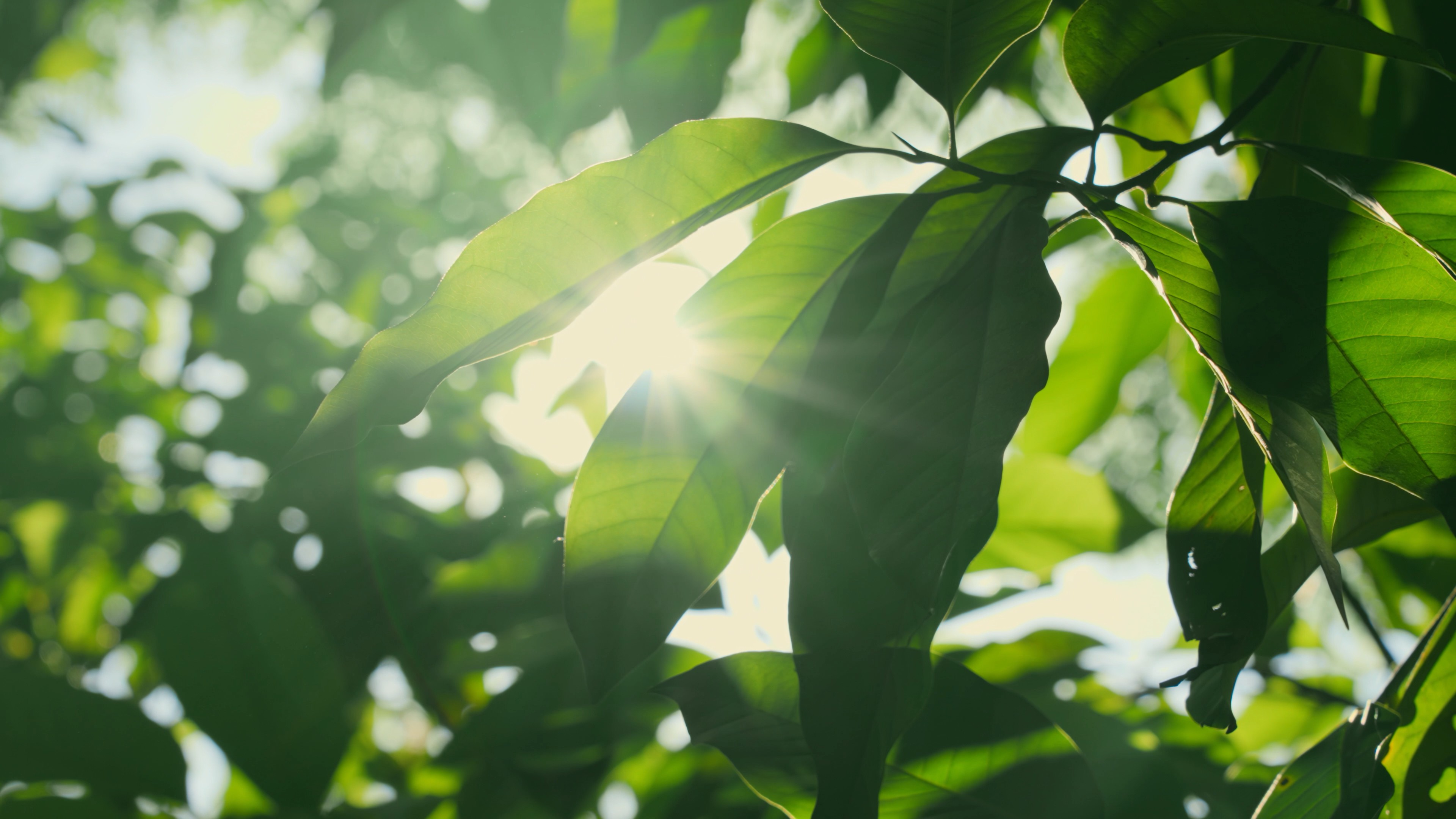 4k夏季阳光穿过植物绿叶风景意境空镜视频的预览图