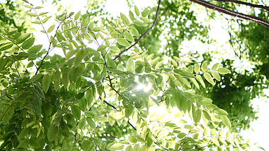4K夏日夏天阳光下树叶光影自然风景空镜实拍视频的预览图