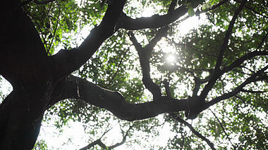 4k夏天炎炎烈日下的乘凉大树光影空镜视频的预览图
