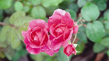 4K实拍唯美红色玫瑰花花朵花瓣上的露珠风景空镜视频的预览图