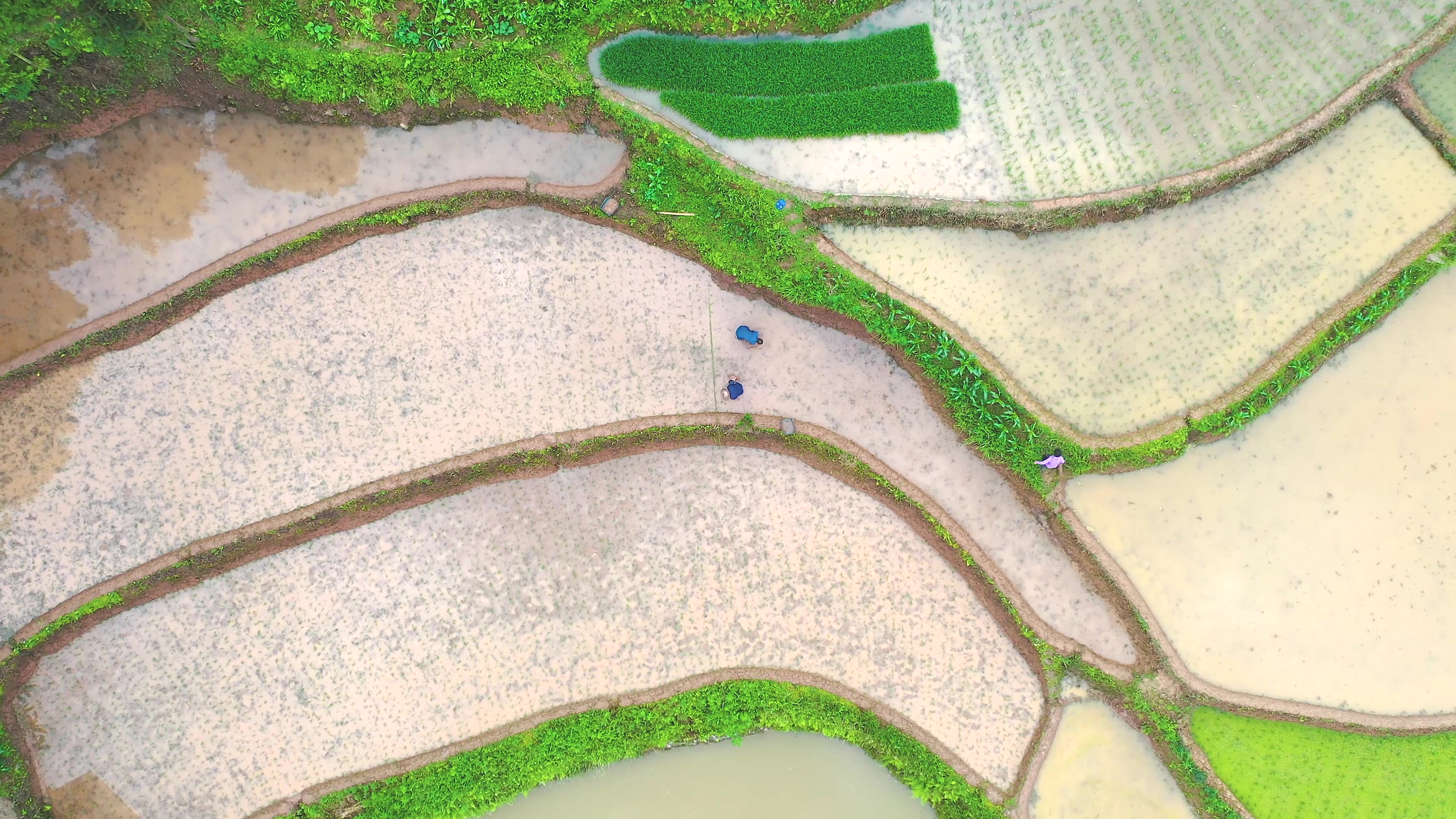 4K航拍农民伯伯梯田里插秧劳动芒种视频视频的预览图