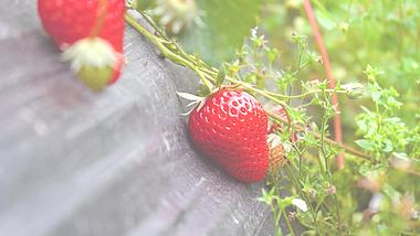 4K实拍大棚里香甜可口的草莓水果视频视频的预览图
