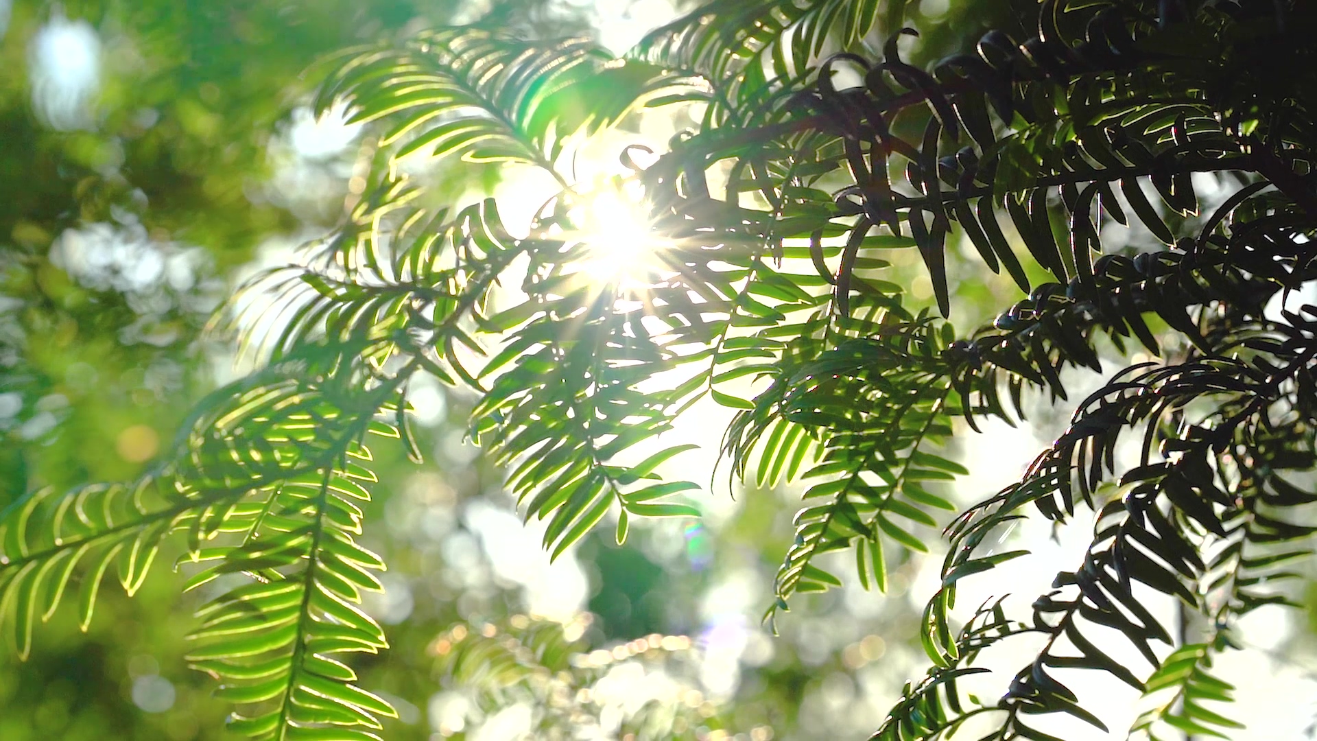 4K实拍夏天夏季阳光穿过树叶唯美风景空镜头视频的预览图