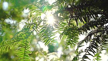 4K实拍夏天夏季阳光穿过树叶唯美风景空镜头视频的预览图