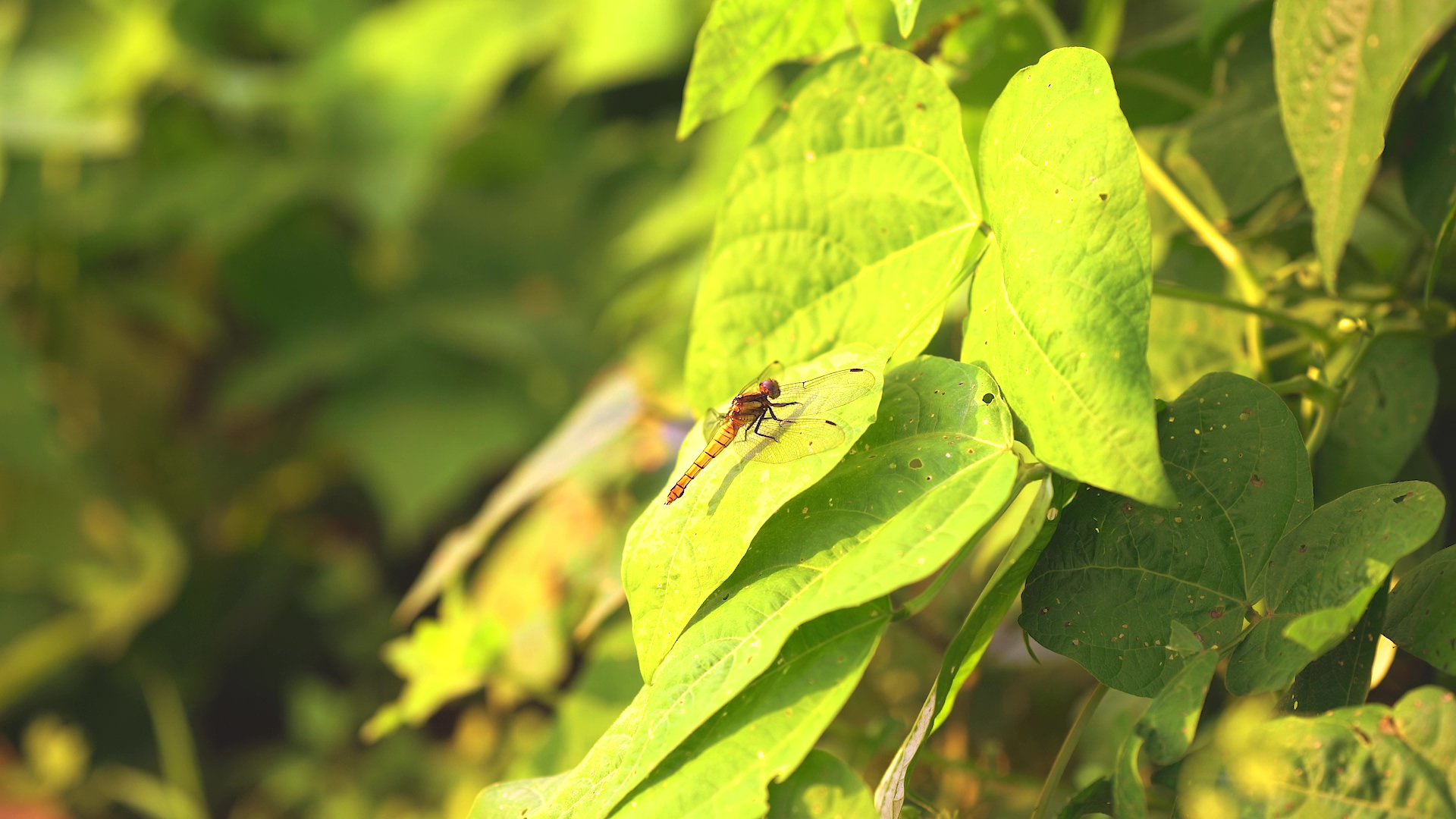4K实拍夏天蜻蜓停留在绿叶上意境空镜头视频的预览图