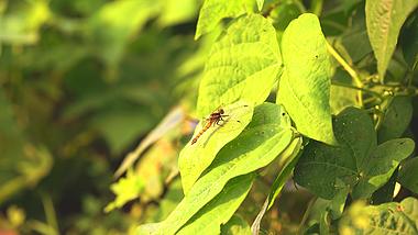 4K实拍夏天蜻蜓停留在绿叶上意境空镜头视频的预览图