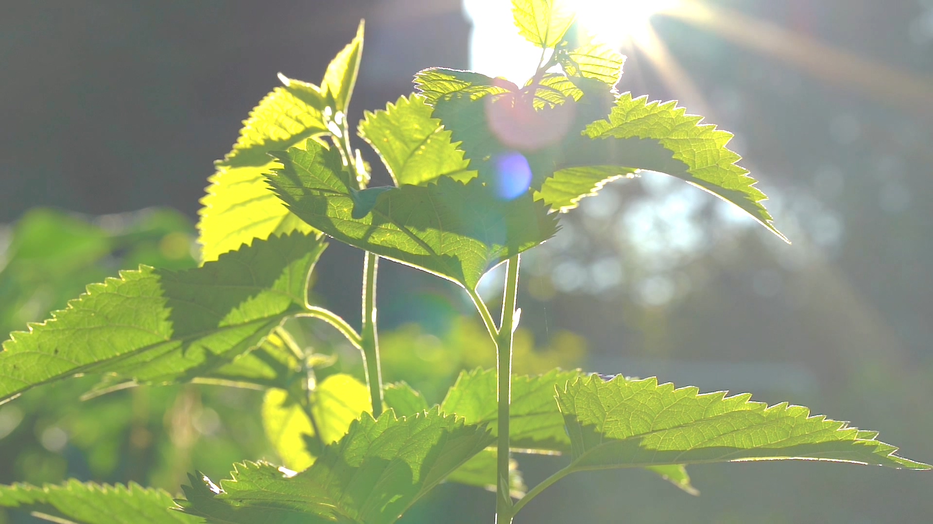 4K实拍唯美夏天阳光下的绿色植物光影视频视频的预览图