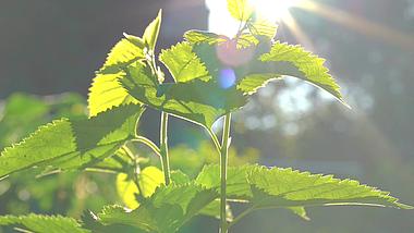 4K实拍唯美夏天阳光下的绿色植物光影视频视频的预览图
