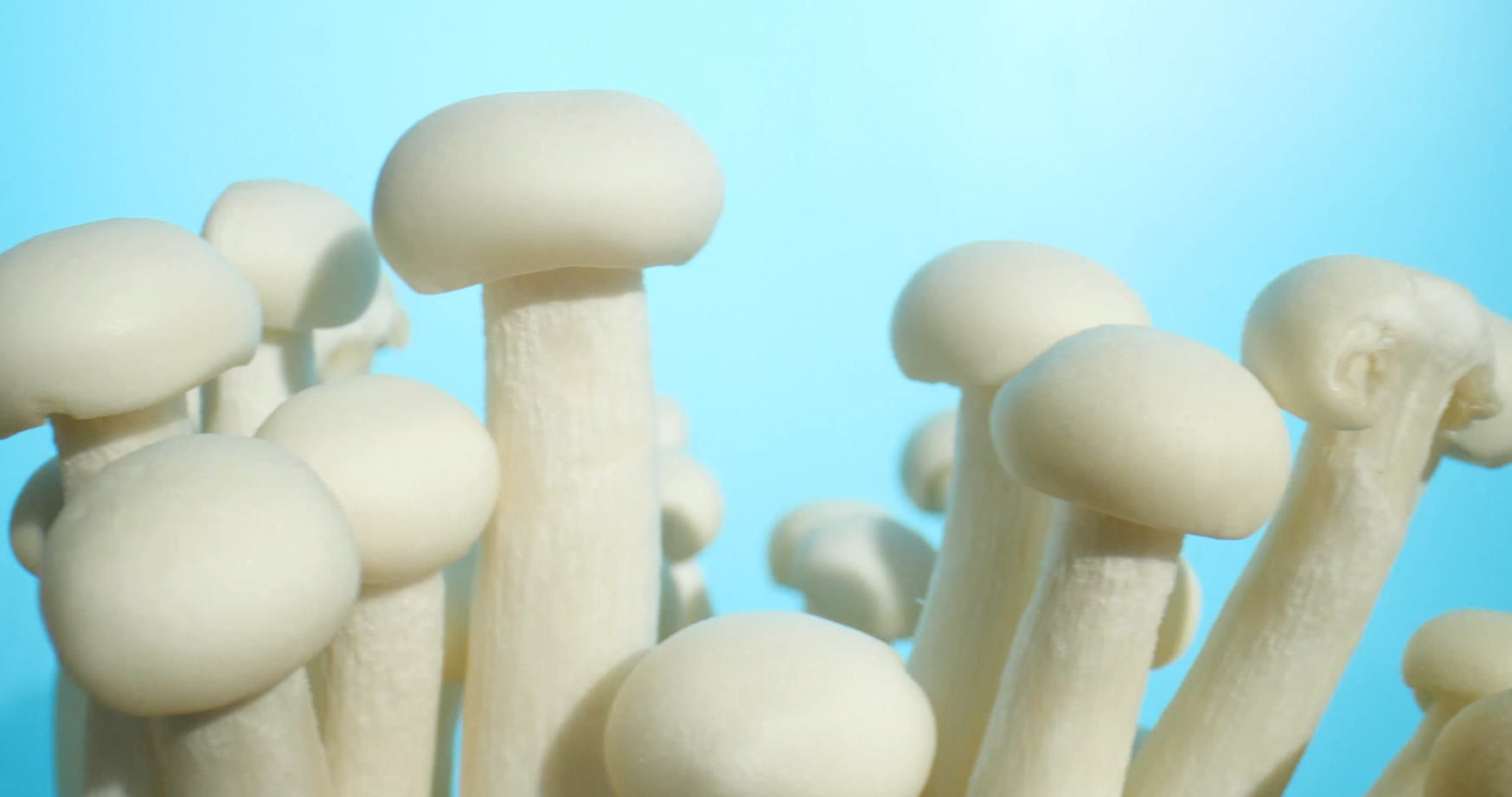 4K菌菇海鲜菇蘑菇新鲜蔬菜运镜特写广告宣传视频视频的预览图
