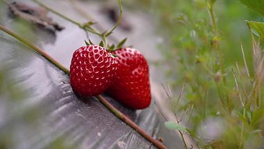 4K实拍大棚里自然成熟草莓水果视频的预览图