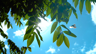 4K实拍夏天阳光下的黄葛树唯美光影视频的预览图