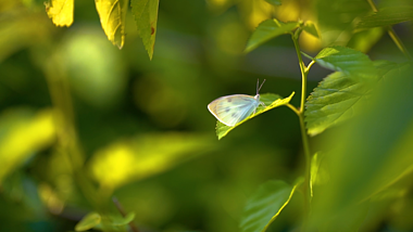 4K实拍蝴蝶在树叶上沐浴阳光唯美空镜头视频的预览图