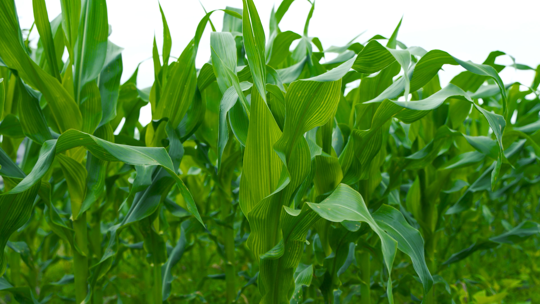 4K实拍玉米地玉米苗农作物农业经济发展视频的预览图