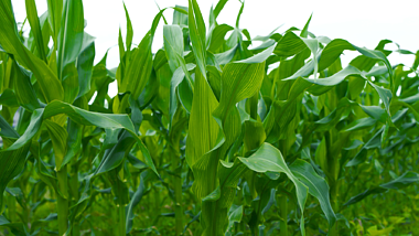 4K实拍玉米地玉米苗农作物农业经济发展MP41776*999PX视频素材