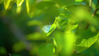 4K实拍一只蝴蝶在树叶上停留休息唯美视频的预览图