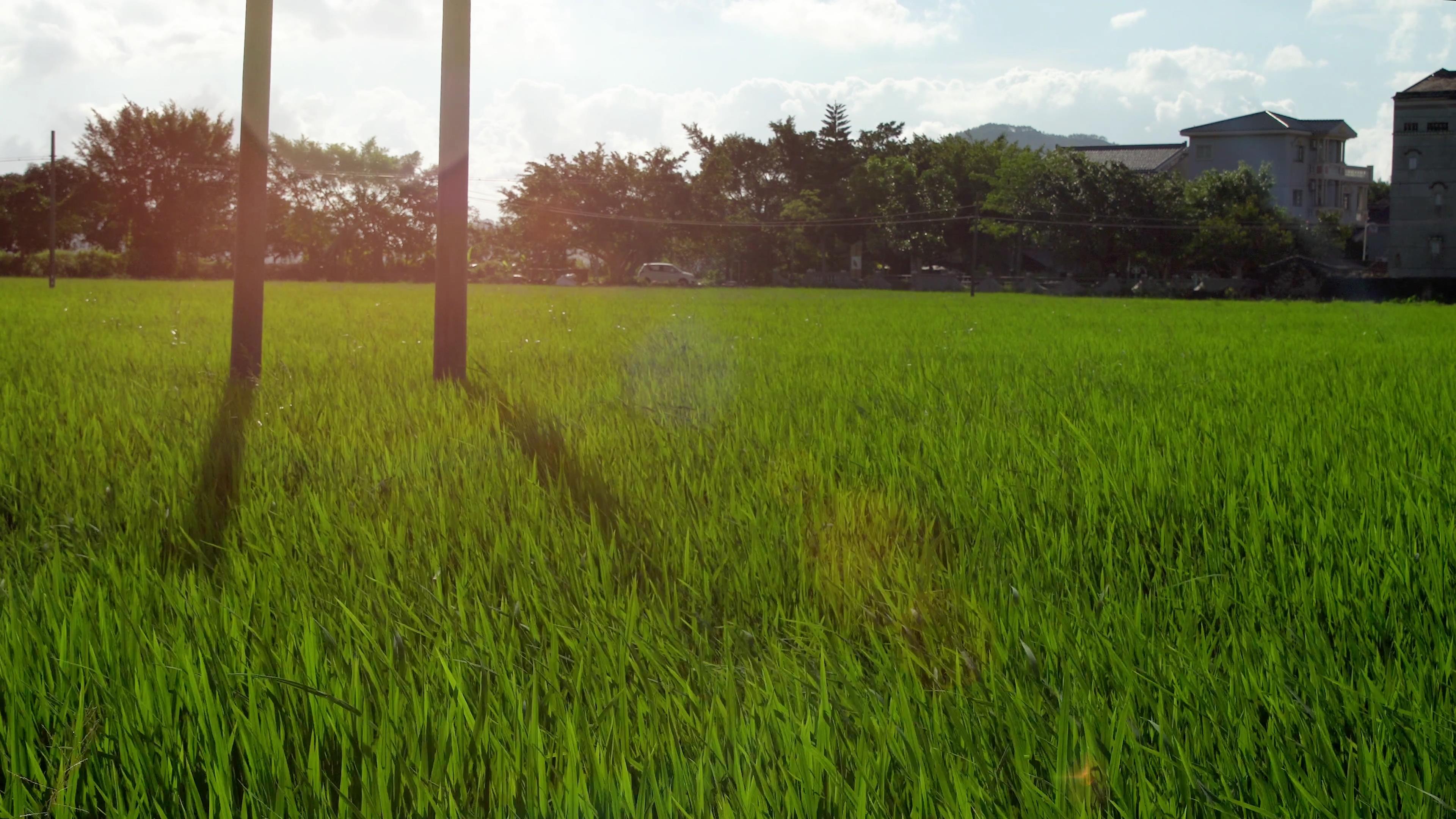 4K夏季日落农田全景风光视频素材视频的预览图