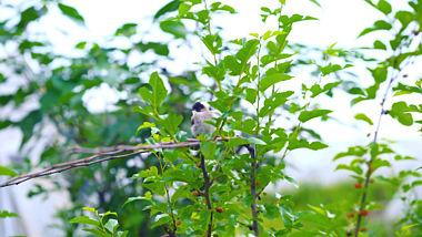 4K实拍树枝上梳理羽毛的小鸟自然环境风景视频视频的预览图