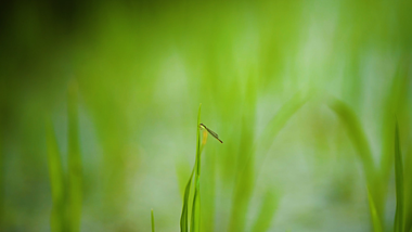 4K实拍蜻蜓停留在小草尖上的意境空镜头视频的预览图
