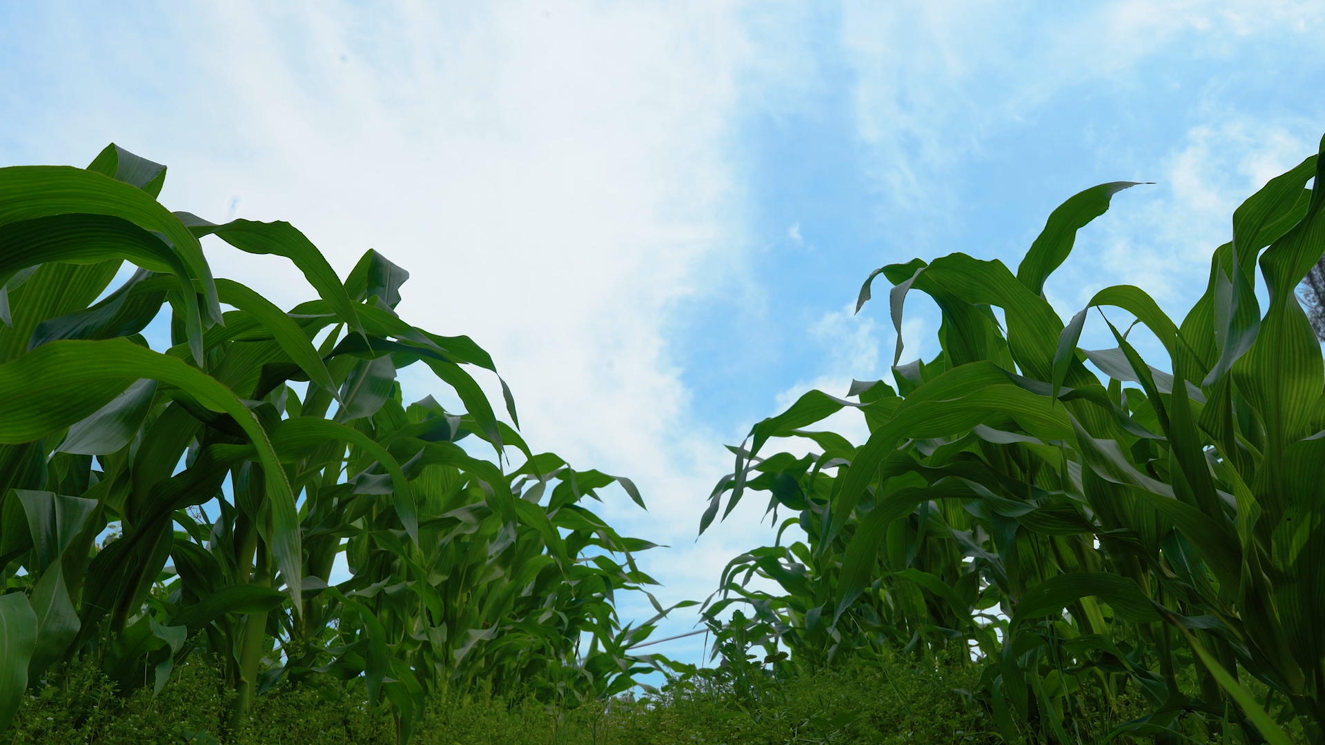 4K实拍蓝天下的玉米地视频的预览图