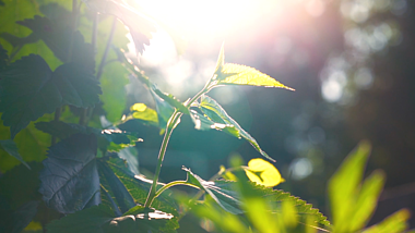 4K实拍夏天阳光照射植物空镜头视频的预览图