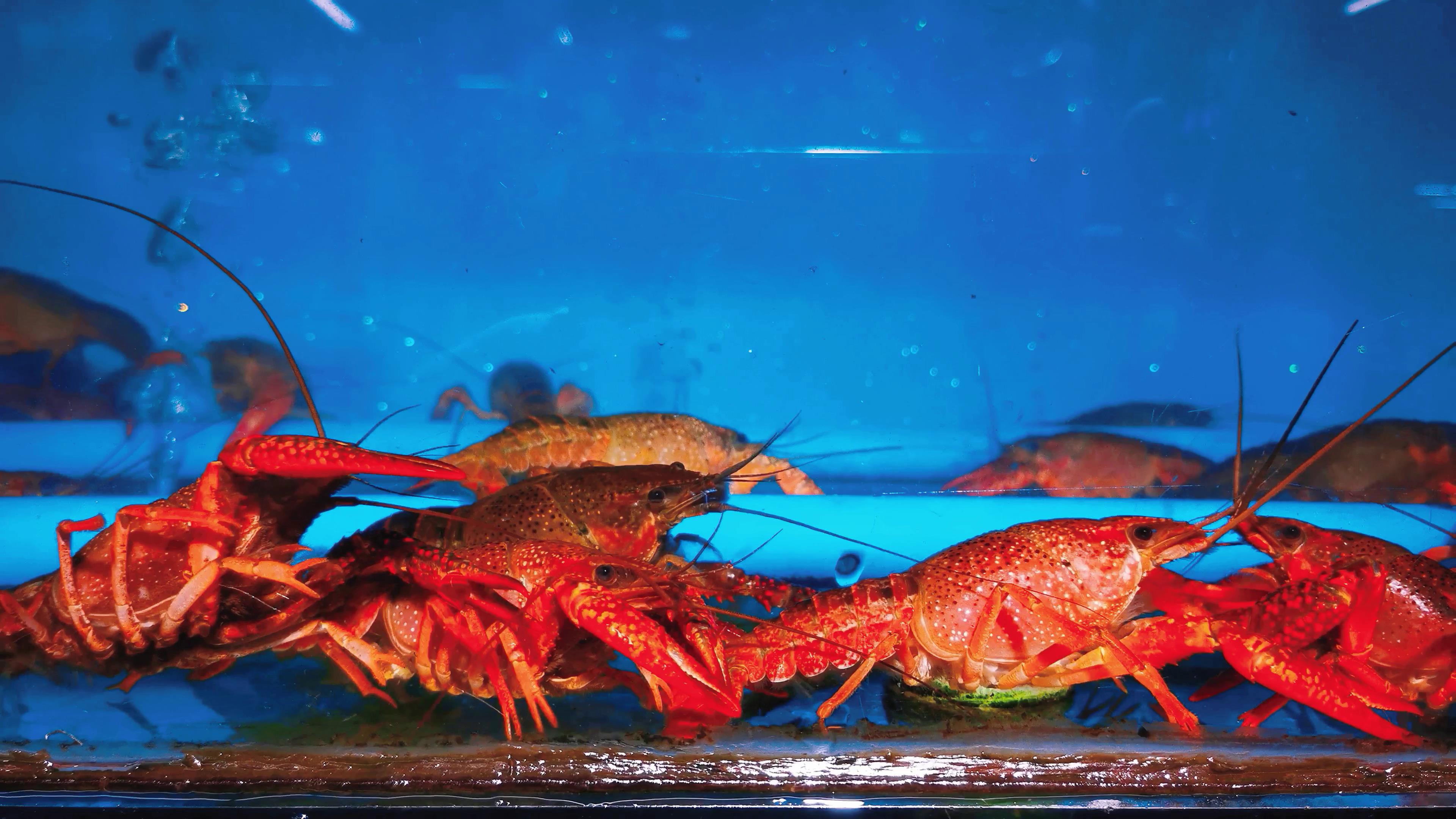 4K实拍新鲜活体小龙虾海鲜生鲜食物展示素材视频的预览图