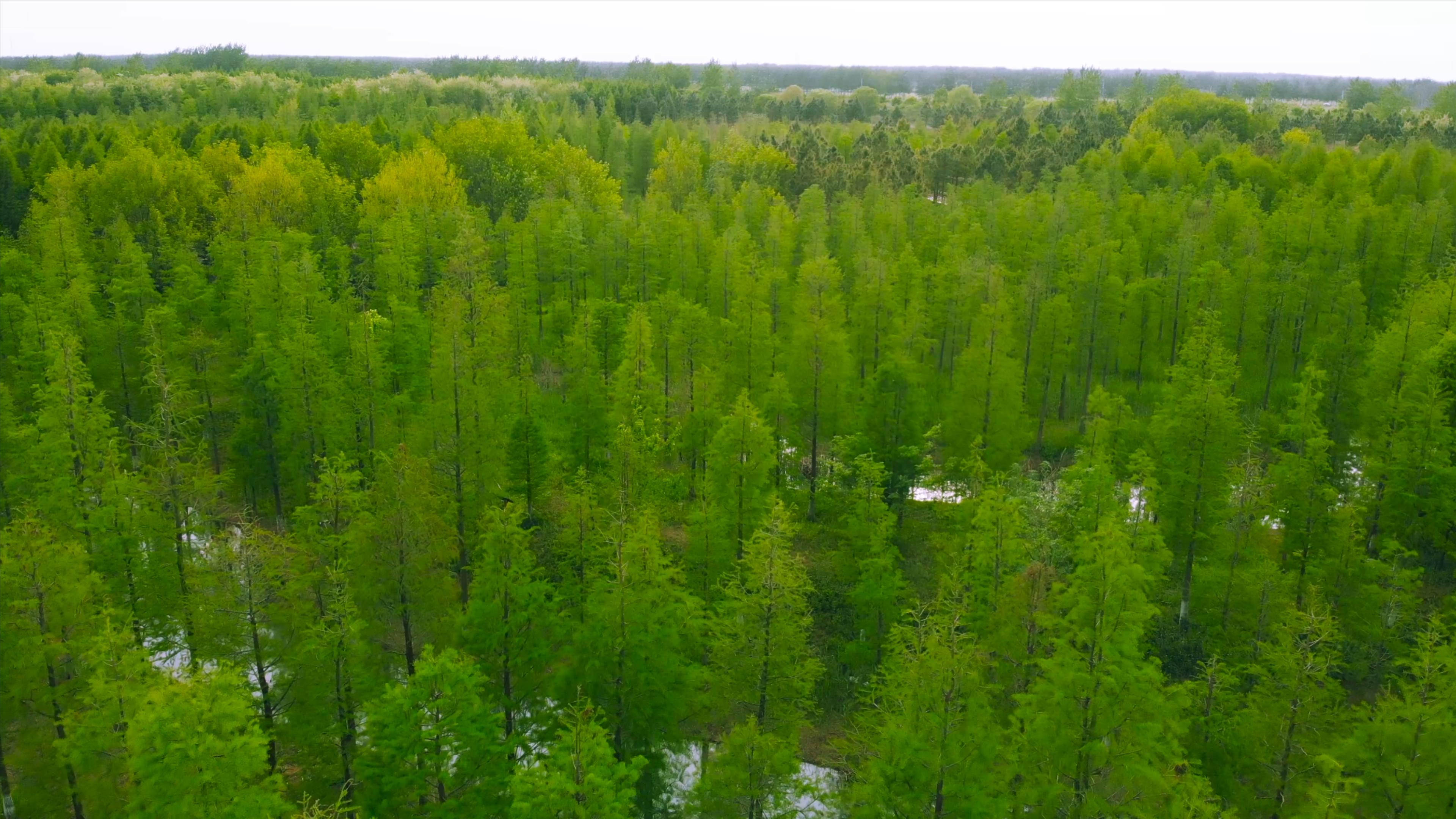 4K航拍森林绿树河道河流视频的预览图