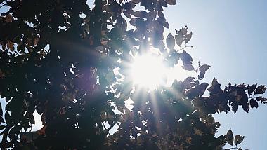1080P夏季夏天正午强烈阳光穿透树叶空镜实拍视频视频的预览图