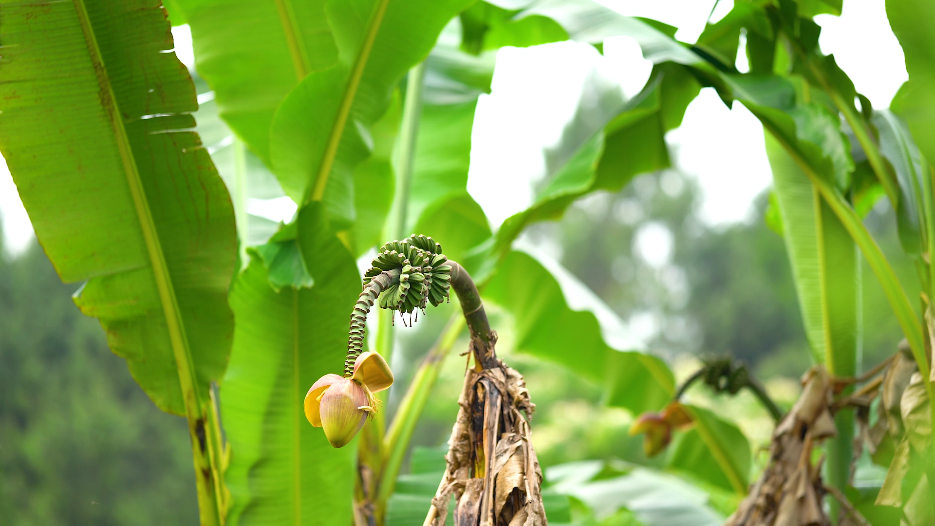 4k实拍植物芭蕉绿植芭蕉花果实视频的预览图