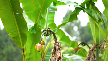 4k实拍植物芭蕉绿植芭蕉花果实视频的预览图