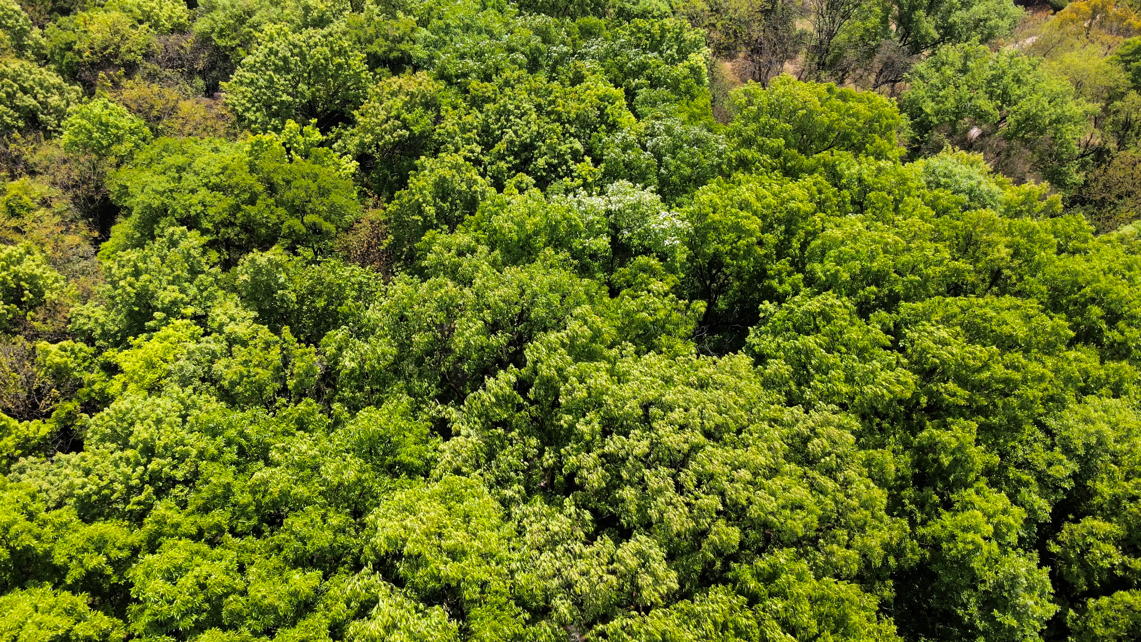 4K航拍森林树木绿色环保保护环境素材视频视频的预览图