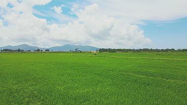 4K风中绿油油水稻浪风吹麦浪农业发展视频素材视频的预览图