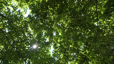 4k实拍绿色梧桐树仰拍夏天意境视频视频的预览图