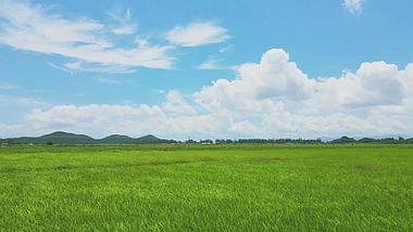 4K蓝天白云下绿油油水稻麦浪农业经济发展视频素材视频的预览图