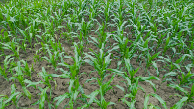 4K航拍玉米地玉米苗农作物视频的预览图