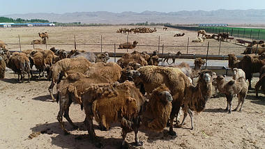 4k游牧民族大量饲养骆驼视频的预览图