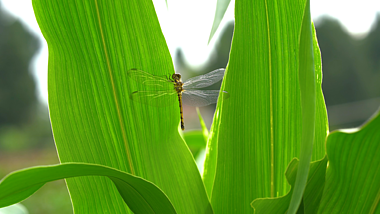 4k实拍夏天玉米叶上停留的蜻蜓昆虫特写视频的预览图