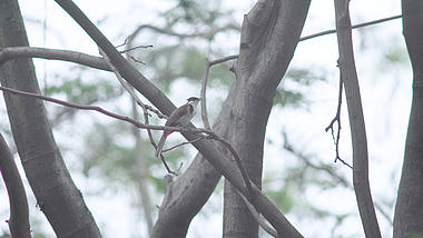 4k春天小鸟在树上欢乐的觅食视频的预览图