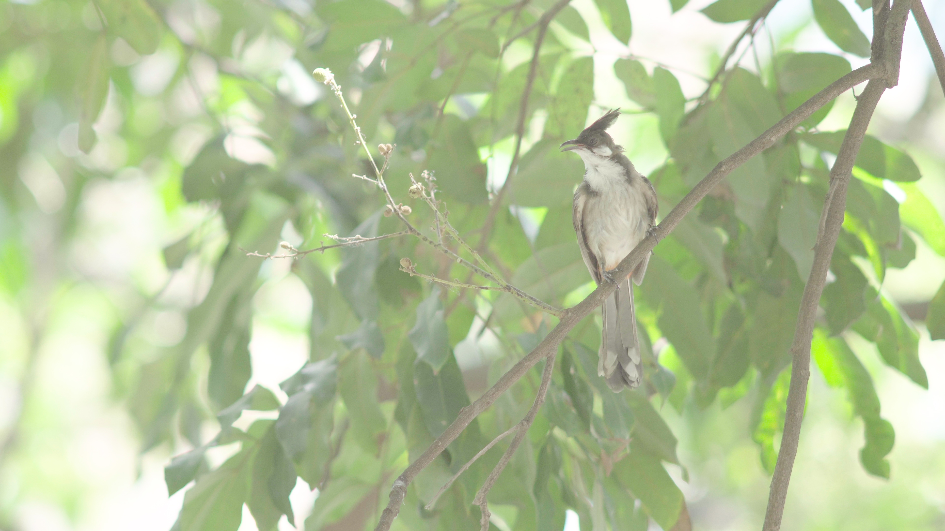 4k夏天小鸟在树梢上跳跃自然风景视频的预览图