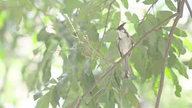 4k夏天小鸟在树梢上跳跃自然风景视频的预览图