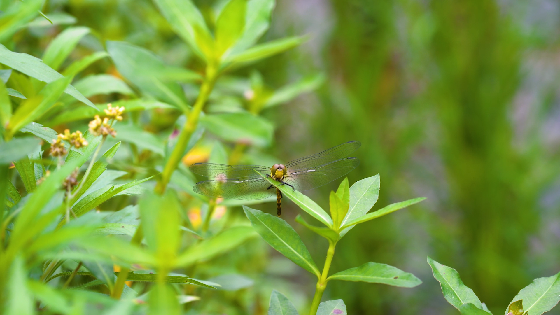 4k实拍夏日唯美自然风景蜻蜓昆虫特写视频的预览图