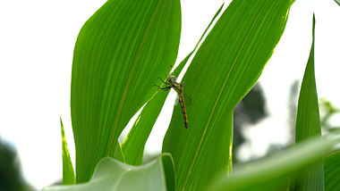 4k实拍玉米叶上的蜻蜓自然风光视频的预览图