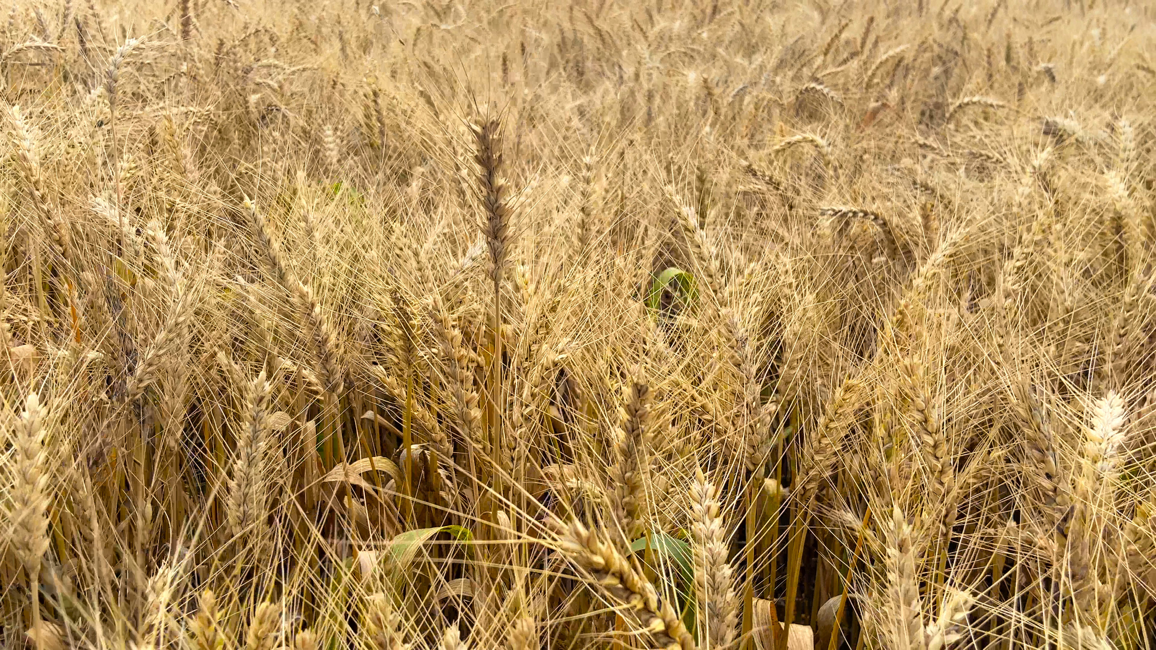 4K实拍农田农作物金色麦子麦穗视频的预览图