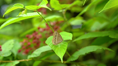 4k实拍唯美植物上停留的蝴蝶自然空镜视频的预览图
