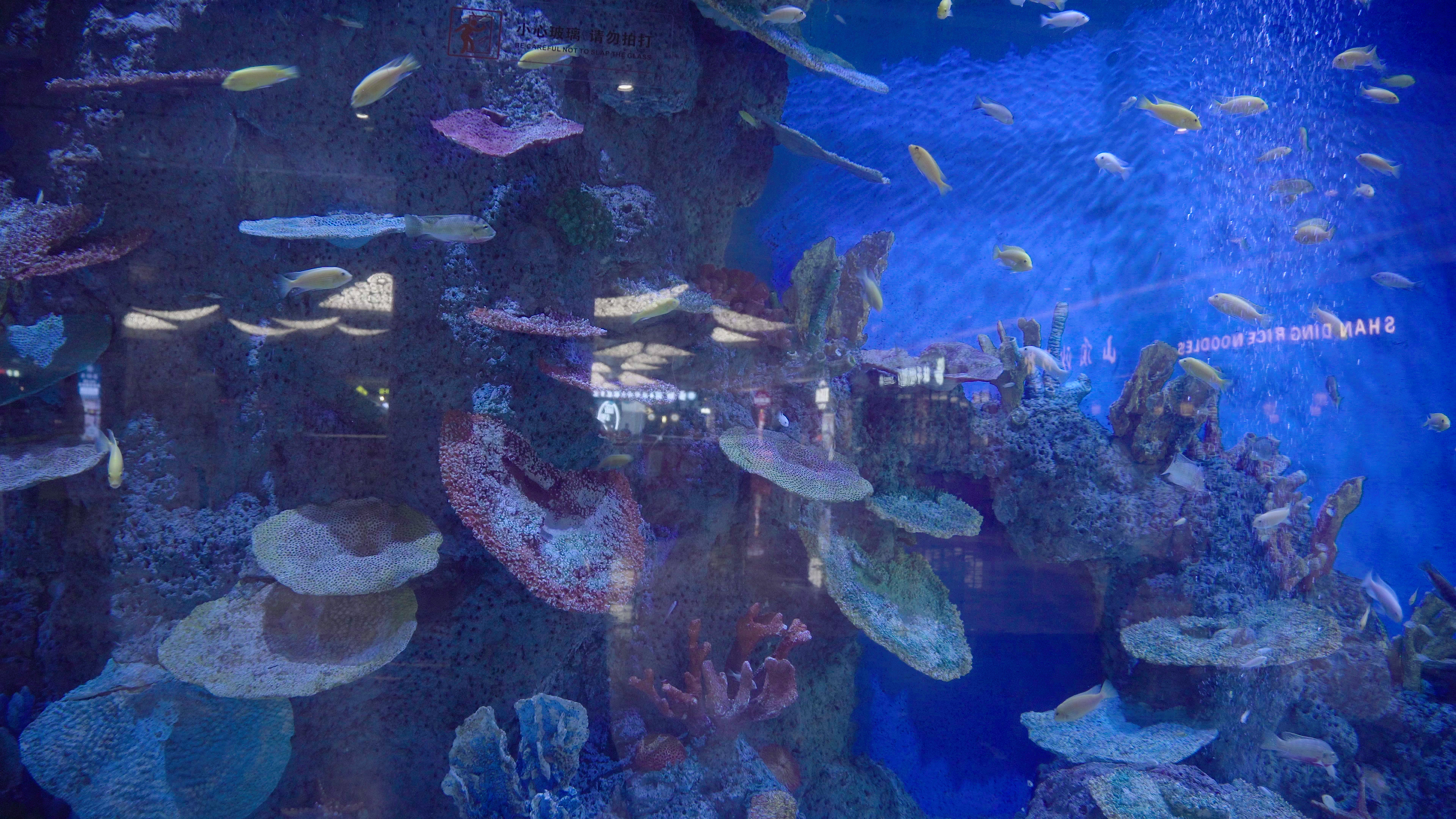 4k海洋馆里的各种水生物小鱼视频的预览图