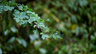 4K拍摄雨后树叶上停留的蓝蜻蜓视频的预览图