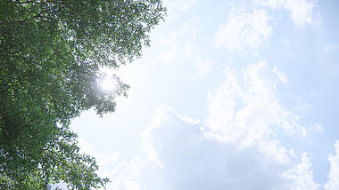 4k夏日阳光照射树叶意境风景空镜素材视频的预览图