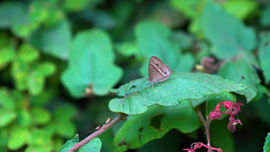 4k实拍绿叶上停留的蝴蝶飞蛾微距自然风景视频的预览图