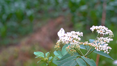 4k实拍花朵上飞舞的蝴蝶慢镜头自然风景视频的预览图