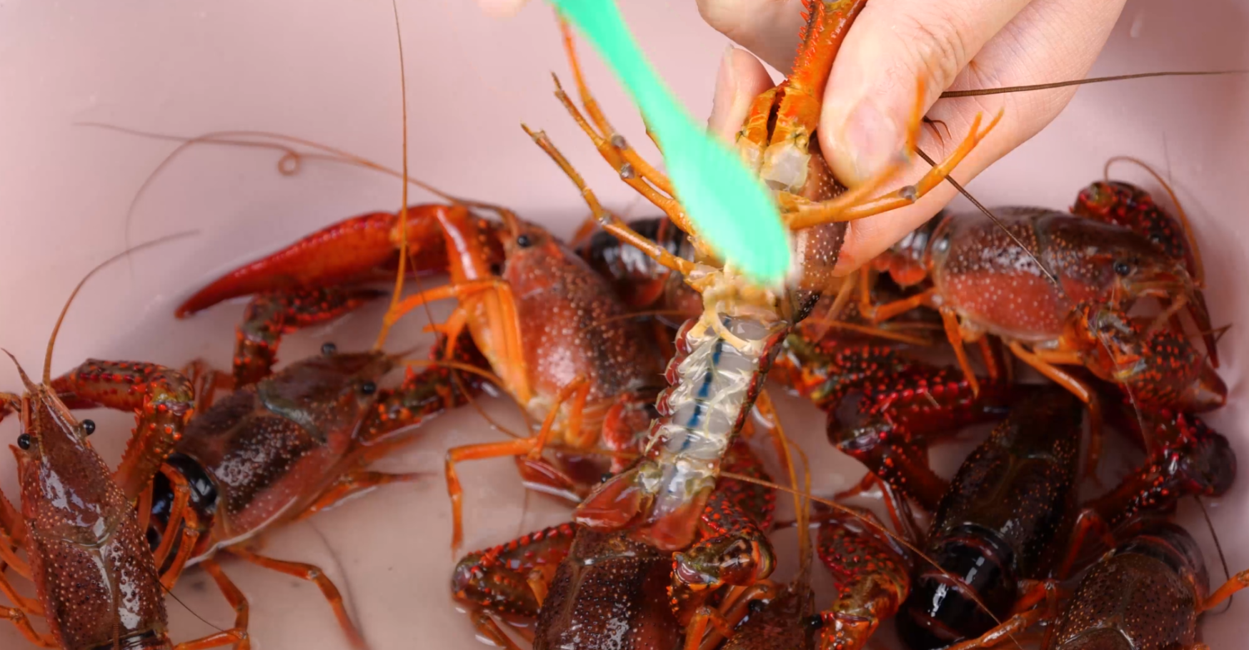 4K清洗小龙虾刷小龙虾活虾生鲜食材视频的预览图